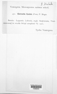 Anthracoidea caricis image